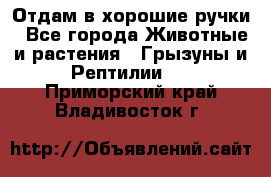 Отдам в хорошие ручки - Все города Животные и растения » Грызуны и Рептилии   . Приморский край,Владивосток г.
